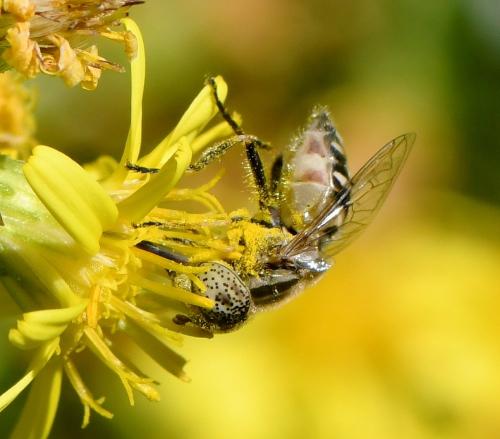Réf. 241 962 : Eristalinus megacephalus